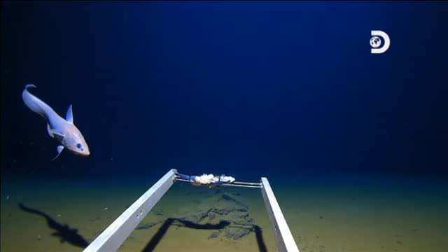 Sada Sur oeste bosque Fosa de las Marianas: Bate el récord mundial de profundidad en submarino y  encuentra una bolsa de plástico a 10.935 metros | Público